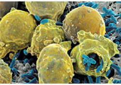 細胞工廠臨床研究新進展 材料科學助力工業級細胞規模化生產